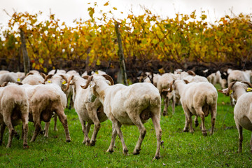 Fototapeta premium Sustainable development, Flock of sheep grazing grass in Bordeaux Vineyard