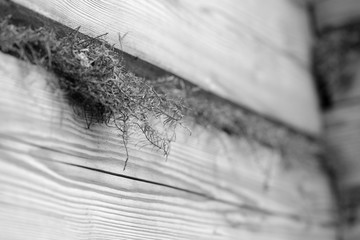A wooden wall of logs and dry moss closeup. Abstract background black and white