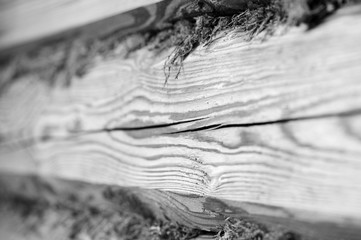 A wooden wall of logs and dry moss closeup. Abstract background black and white