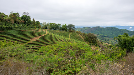 Fototapeta na wymiar Green tea plantation at mountain hill forest of Chiangmai, Thailand, Asia.
