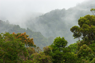 Rainforest of Ranomafana National Park, Madagascar