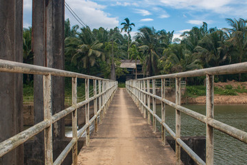 bridge in the forest