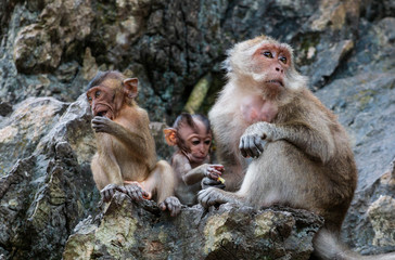 wild monkeys  on sitting on a mountain