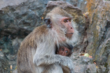 wild monkey with baby on sitting a mountain