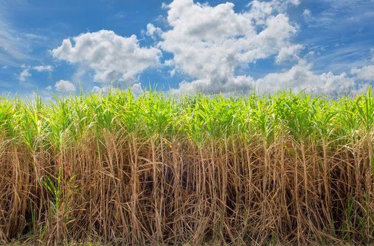 Sugar cane field with cloud and blue sky