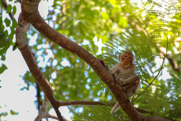 monkey smile sitting On the tree stump looking