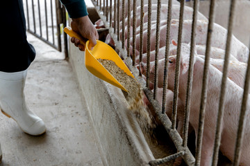 Farmer feeding pig in organic rural farm agricultural. Livestock industry - Powered by Adobe