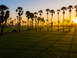 Fototapeta na wymiar Green paddy rice plantation field sun rise sky with silhouette palm tree