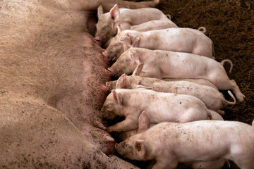Newborn piglets feeding from mother pig in organic farm