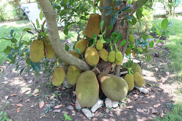 Jackfruit tree with lots of jackfruits hanging. healthy food concepts