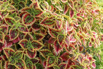 Red and green leaves of the coleus plant, Scientific name is Coleus.