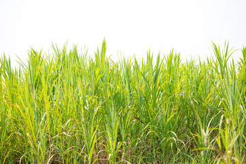 Green grass texture for backdrop or background isolated on white background.