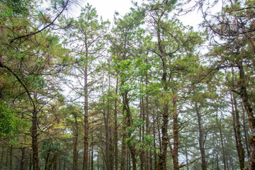 Fototapeta premium Pine tree in the forest