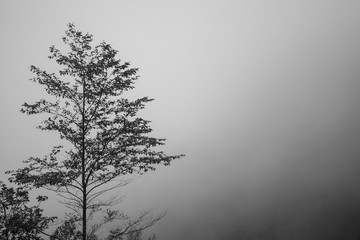 Black and white tree in forest with fog foggy or mist.