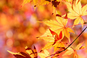 カラフルに紅葉したモミジの葉のクローズアップ