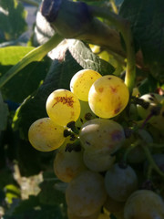 Bunch of grapes growing in the vineyard under the sun of Spain.