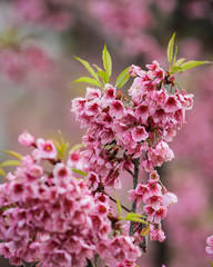 Wild Himalayan Cherry flower blossoming blurred background At doi inthanon national park Chiang Mai, Thailand.
