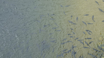 The water is clear until the fish can be seen at Kiriwong Dam, Thailand.