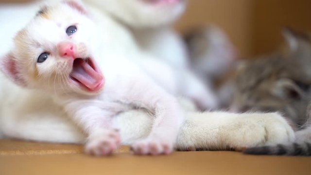 White cute kitten yawning