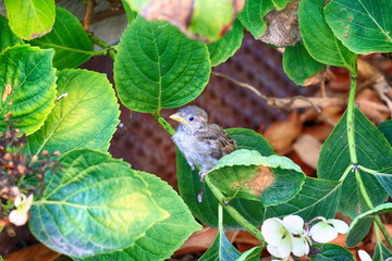 Young bird hides in leaves scared