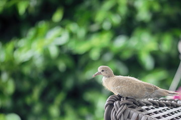 Young pigeon with unfinished plumage