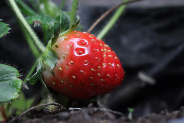 Fresh strawberries in the garden are ready for picking