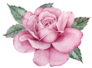 Pink rose with green leaves. Colorful watercolor floral composition. Hand-drawn illustration.