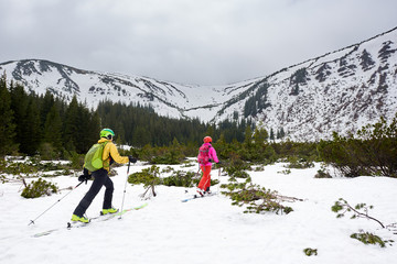 Couple of touring skiers backpackers walking on skis between fir trees to snowy mountain. Back...