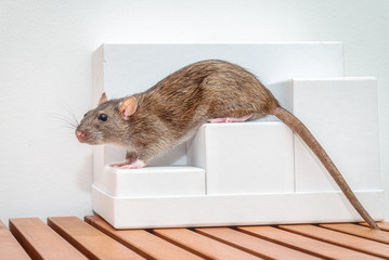 Brown pet rat sitting und cardboard boxes and looking curiously