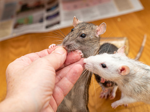 Man feeding his pet rats by hand