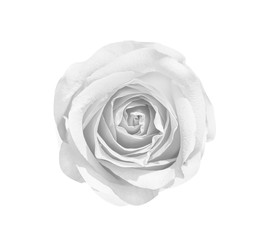 white rose flowers or gray petal spiral patterns blooming isolated on background and clipping path top view