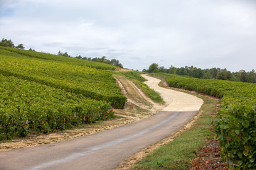 Champagne vineyards in the Cote des Bar area of the Aube department. France