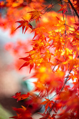 終わり掛けの紅葉