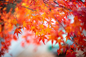 終わり掛けの紅葉