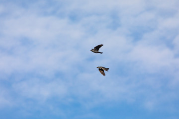Flying birds