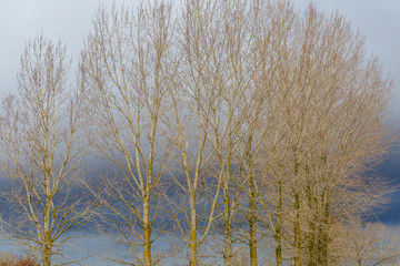 Árboles en otoño sin hojas, chopos canadienses. Populus canadensis.
