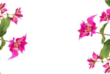 pink bougainvillea flowers on a white background. place for text. frame. copy space