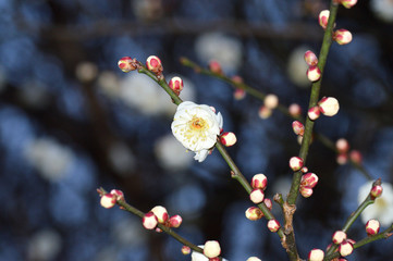 ウメの樹木の梢のウメの花をアップで撮影した写真
