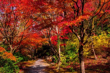 呑山観音寺の紅葉