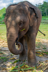 Fototapeta na wymiar Close up of baby elephant eating shoots and leaves