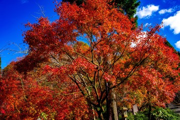 呑山観音寺の紅葉