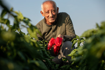 Senior farmer walking in paprika field examining vegetables.