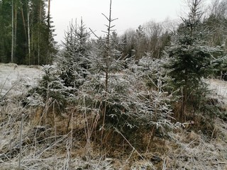 forest in winter