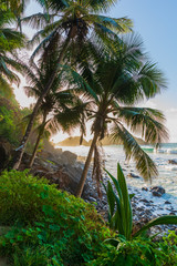 Fototapeta na wymiar View of Cachorro beach in Fernando de Noronha, Brazil. Cocunut trees and tropical plants near a beach.