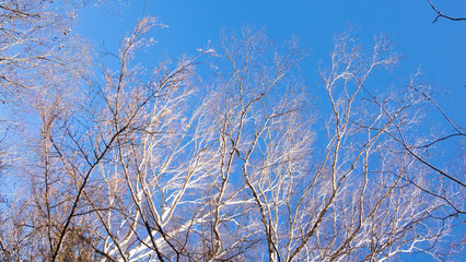 Low angle view of Dried brown branch leaves trees with blue sky background in fall autumn season of kamikochi national park , Kamikochi, Japan.