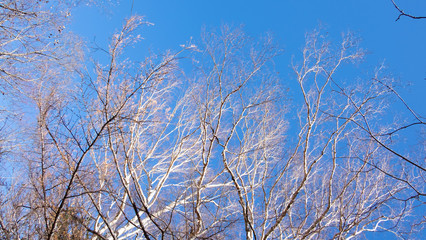 Fototapeta na wymiar Low angle view of Dried brown branch leaves trees with blue sky background in fall autumn season of kamikochi national park , Kamikochi, Japan.