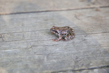  common frog on a wooden surface