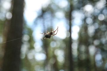  brown spider in the summer forest