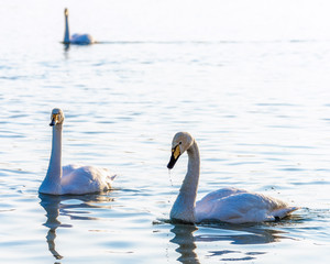 wild swans swim on the water on a Sunny day
