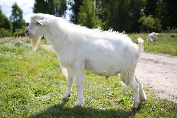 Obraz na płótnie Canvas white goat in the summer in the village